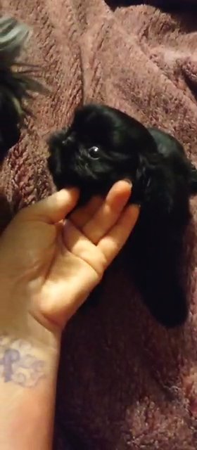 *REDUCED*Black Female ShihTzu in Sikeston, Missouri