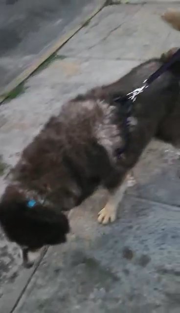 $300 HUGE 1YR MALAMUTE BOY PUREBREED  NYC in New York City, New York