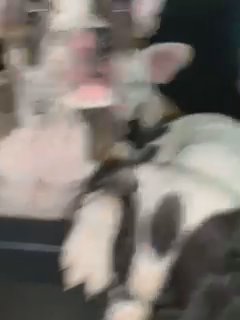 Mix Bully/French Bulldogs in Austin, Texas