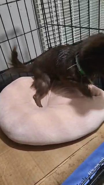 $800  1YR GIRL PUREBREED LONGHAIR CHIHUAHUA  BKLYN NYC in New York City, New York