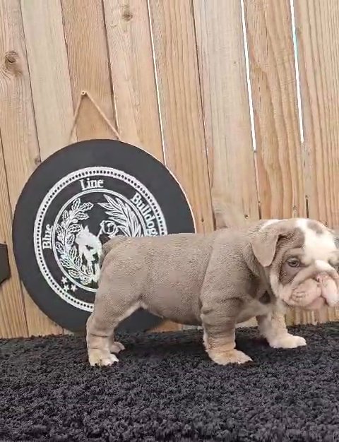 Athena ❤️ Lilac Trindle in Amarillo, Texas