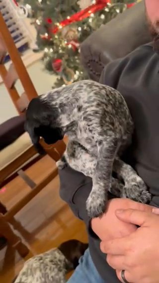 German Shorthair Puppies in Denver, Colorado