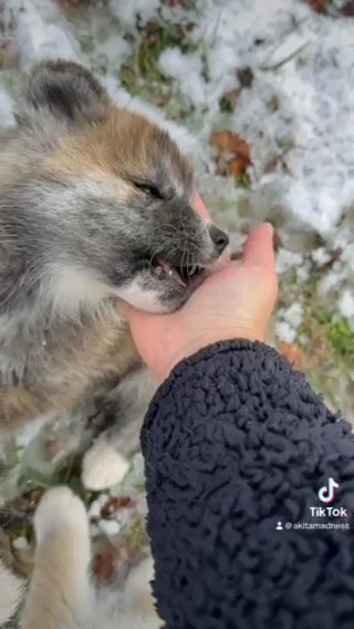 Japanese Akita Inu Pups in Fayetteville, Arkansas