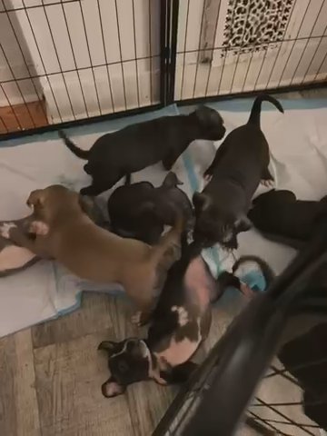 Stafordshire Puppies in Baltimore, Maryland