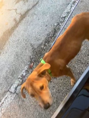 Cute Dog For Sale in Houston, Texas