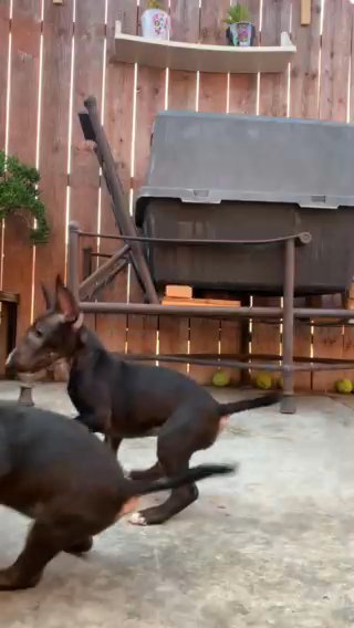 Black Bull Terrier in Los Angeles, California