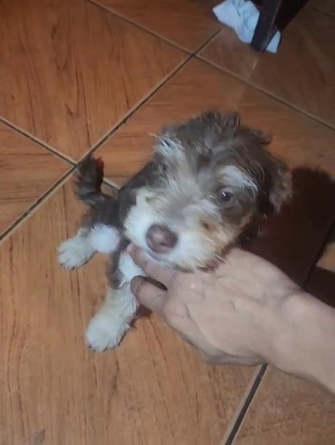 Maltese/Chihuahua in Anaheim, California