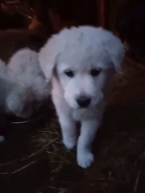 Italian Maremma sheepdog puppies in Spokane, Washington