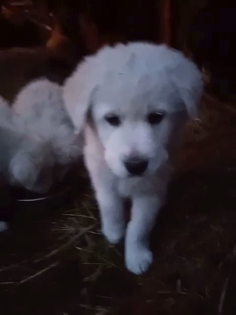 Italian Maremma sheepdog puppies in Spokane, Washington