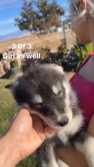 Female Pure Bred Siberian Husky in Porterville, California