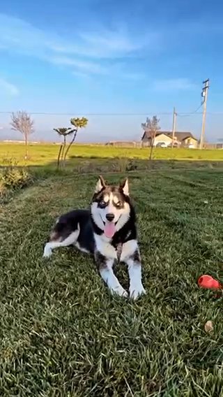 Pure Bred Siberian Husky in Porterville, California