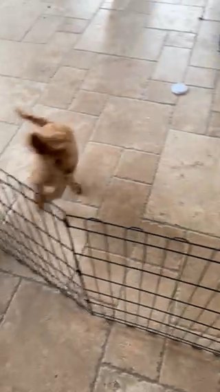 Golden Doodle in Sacramento, California