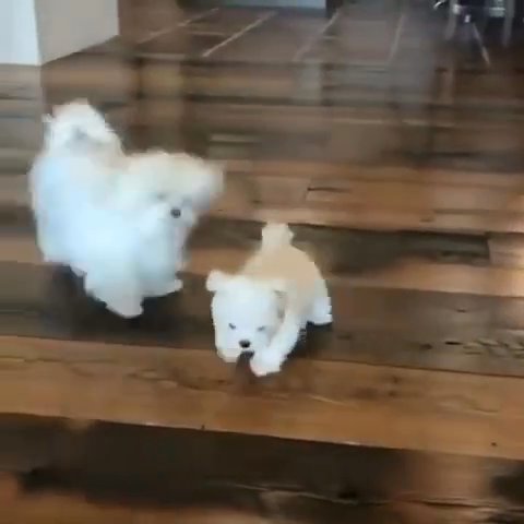 beautiful maltese puppies in Los Angeles, California