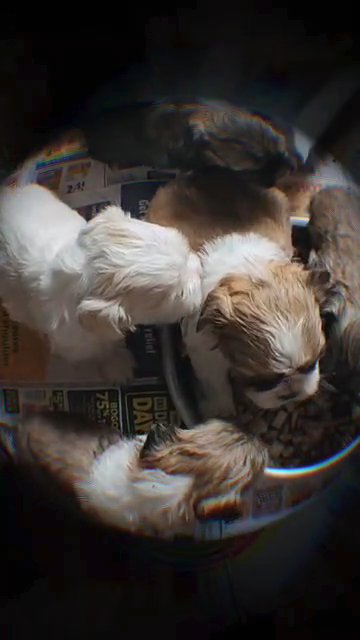 Shihtzu in Greensboro, North Carolina