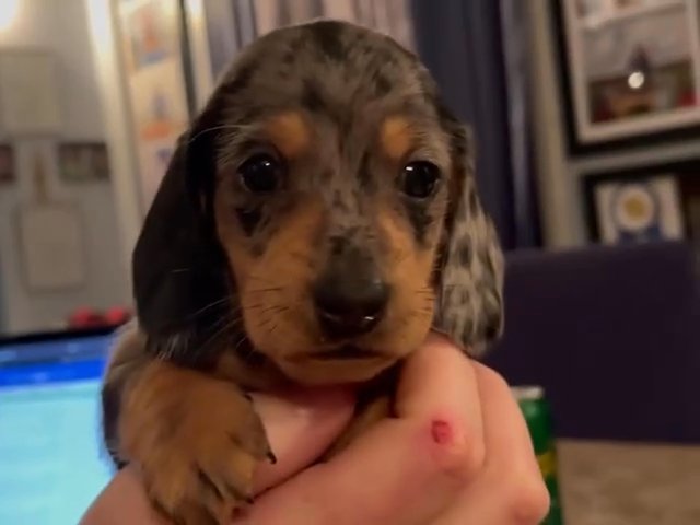 Akc Dachshunds puppies in Minneapolis, Minnesota