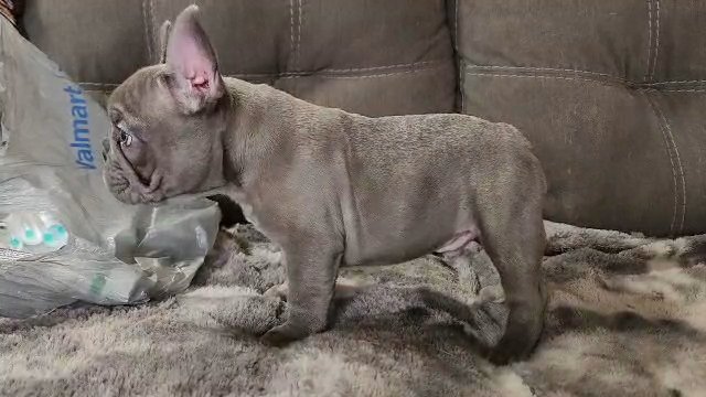 Akc French Bulldog Blue Lilac in Allentown, Pennsylvania
