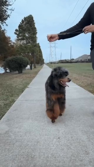 AKC Moyen Phantom Merle Poodle Stud For Doodles in Houston, Texas