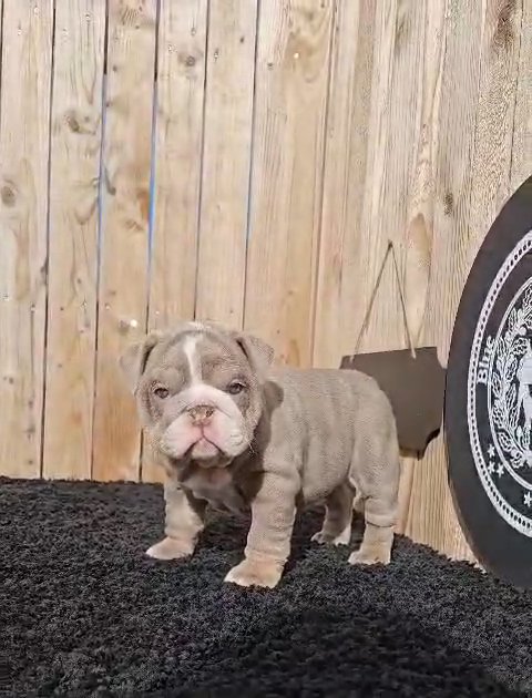 Hera ❤️  Lilac Trindle in Amarillo, Texas