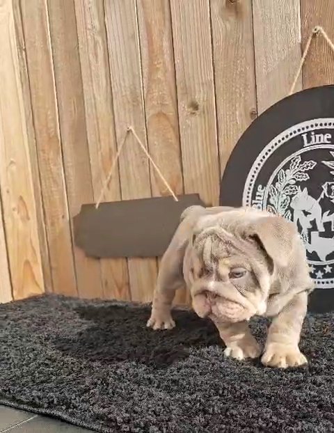 Aurora ❤️ 8 weeks old in Amarillo, Texas