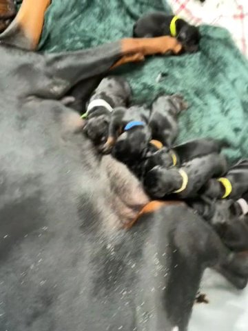 European Doberman Puppies in Decatur (Township), Illinois