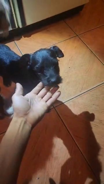 Maltese/Chihuahua mix in Anaheim, California