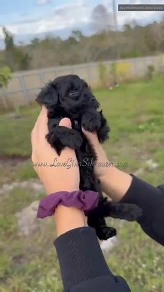 AKC Black Mini schnauzer Boy in Sebring, Florida