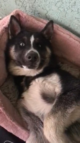 Togo, Husky German Shepard in Los Angeles, California