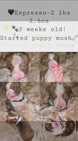 Maze - Husky/Pitt ? in Jacksonville, Florida