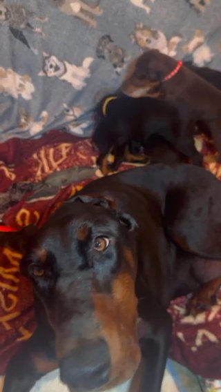 AKC Doberman in Seattle, Washington