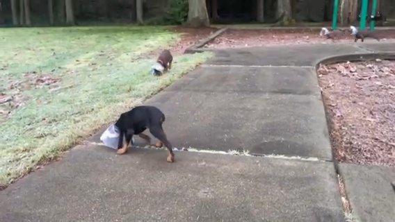 Akc Melanistic Doberman in Seattle, Washington