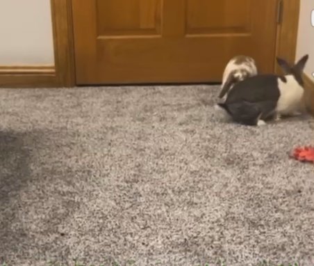 Bonded Rabbits For Sale in Waukesha, Wisconsin