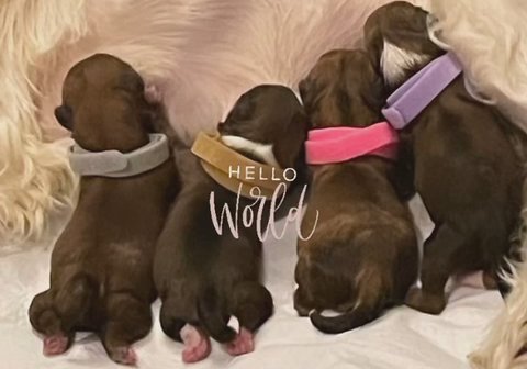 Shorkie Tzu puppies in Atlanta, Georgia