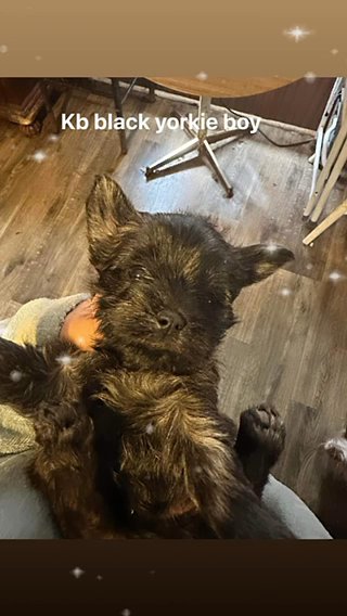 Kb Yorkie in Sumter, South Carolina