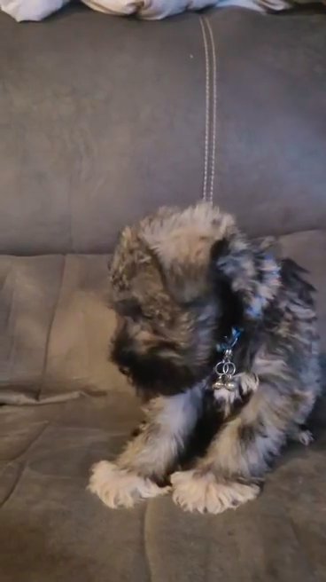 miniature schnauzer boy puppy for sale in Dallas, Texas