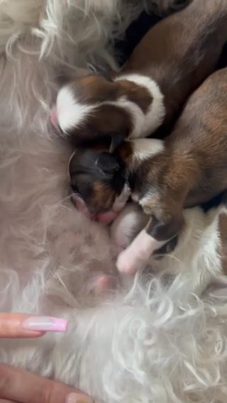 Shihtzu Puppies **Sold** in Orlando, Florida