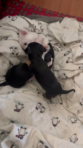 Chiweenies in Huntington, West Virginia