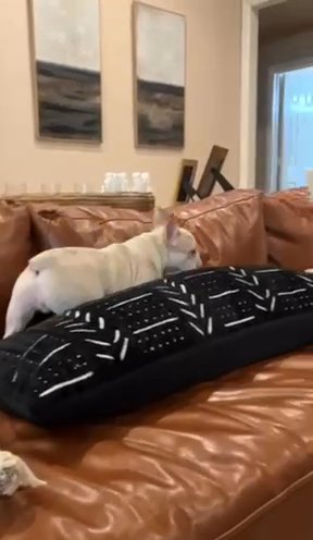 French Bulldog in Arlington, Texas