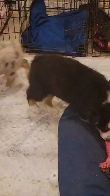 Aussie Pup? in Phoenix, Arizona