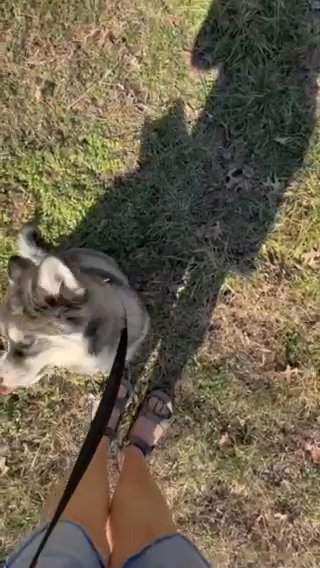 Akc Registered Siberian Husky in Leavenworth, Kansas