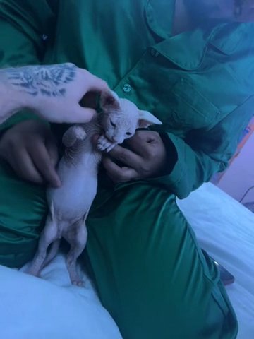Sphynx in New York City, New York