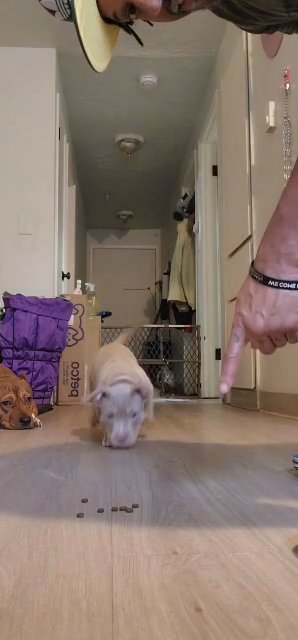 Champagne Lilac Tri Pocket Bully in Portland, Oregon