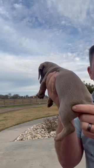 Male Mini Dachshund in Corpus Christi, Texas
