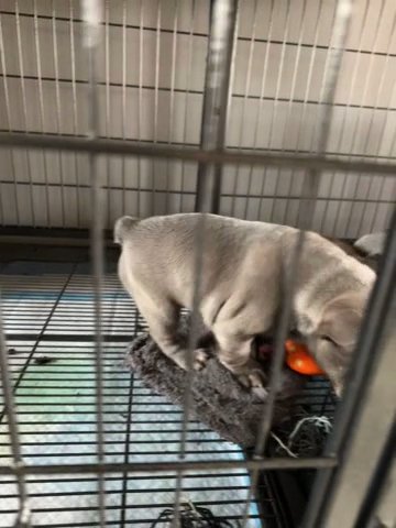 Female Lilac Frenchie in Phoenix, Arizona