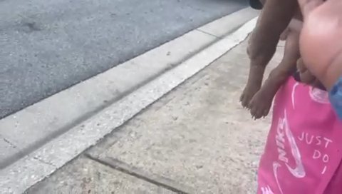Micro Bully in Austin, Texas