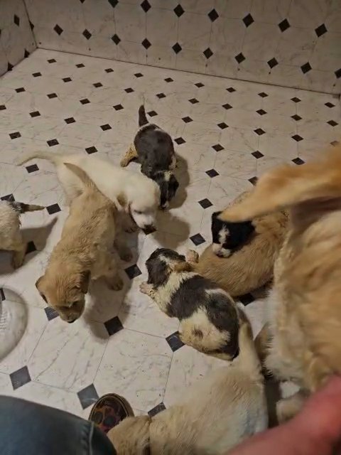 lab goldendoodle mix puppies in Chesapeake, Virginia