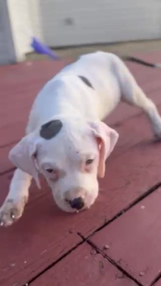 Xl Bullies in Baton Rouge, Louisiana