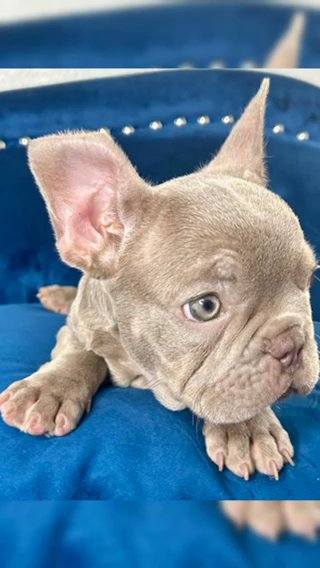 Champagne Isabella French bulldog in Austin, Texas