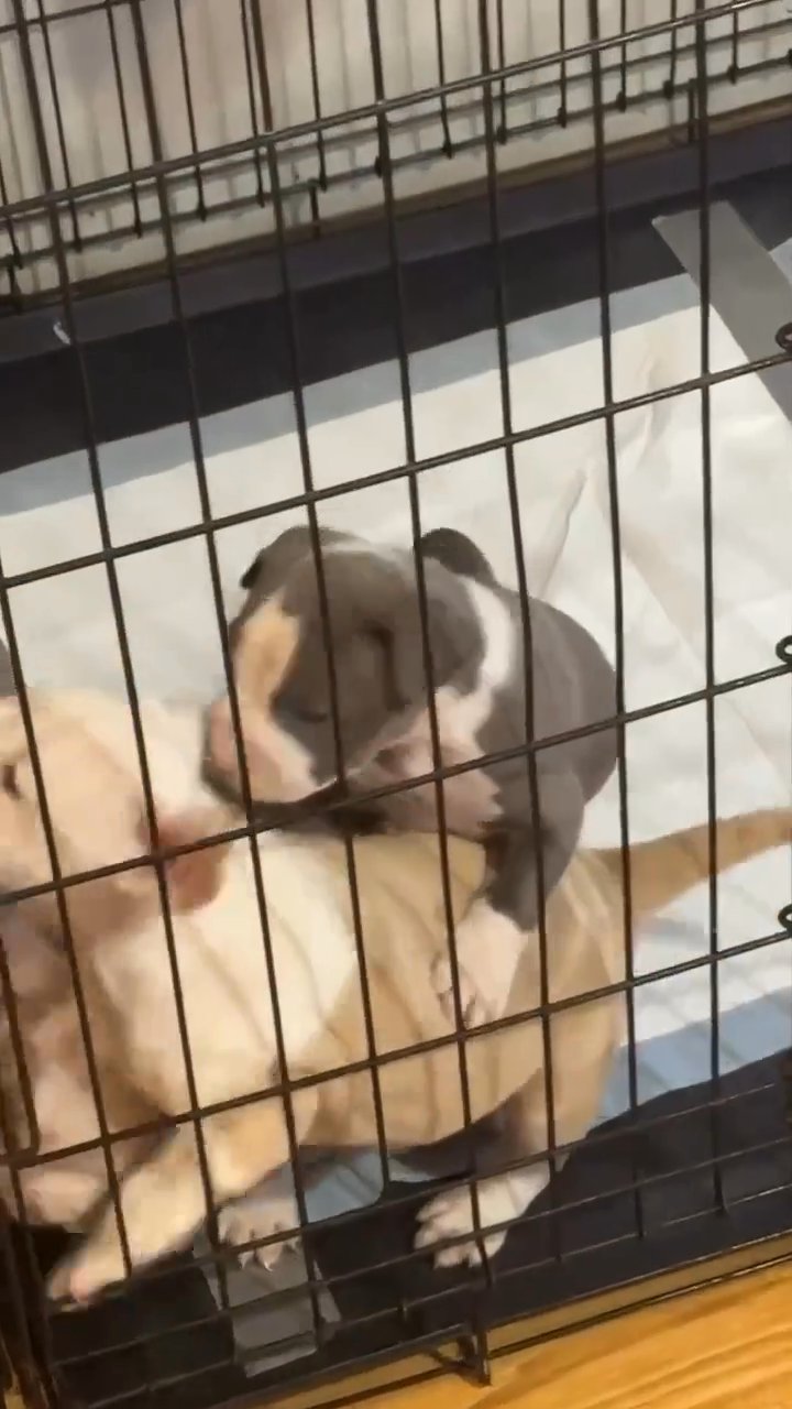 American bully in Slidell, Louisiana