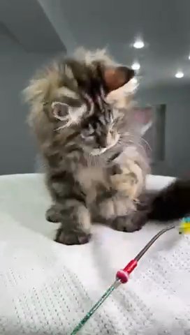 Maine Coon Female in Newtown, Pennsylvania