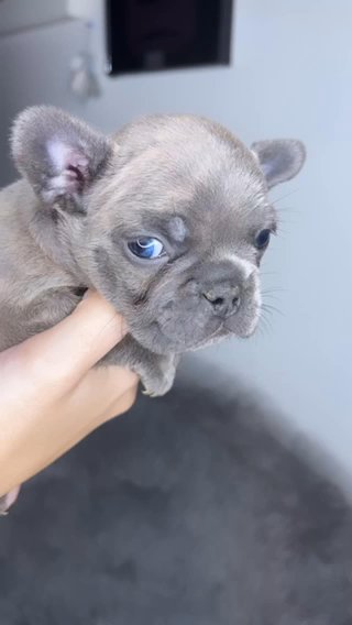 French bulldog Boy ? in Deltona, Florida